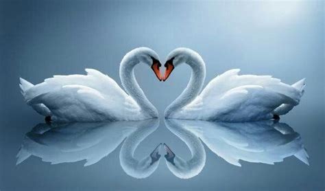 Pin By Sujalkatakwar On Love Swan Love Swan Pictures Swan Wallpaper