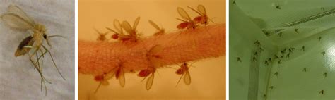 Sampling Strategies For Phlebotomine Sand Flies Diptera Psychodidae In Europe Bulletin Of