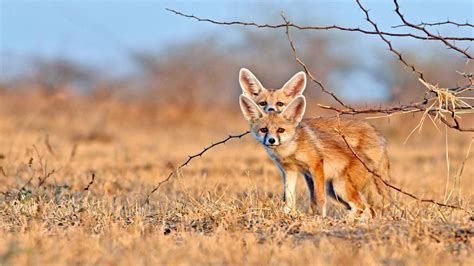 Desert Foxes India Bing Wallpaper Download