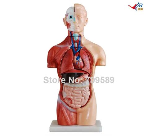 ISO 42CM Sexless Torso With Internal Organs 18 Parts Anatomy Torso