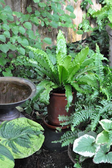 Curly Edged Birds Nest Fern In A Tall Tom Pot In The Shade Garden