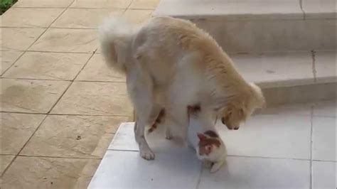 Dog Mating With Cat So Funny Youtube
