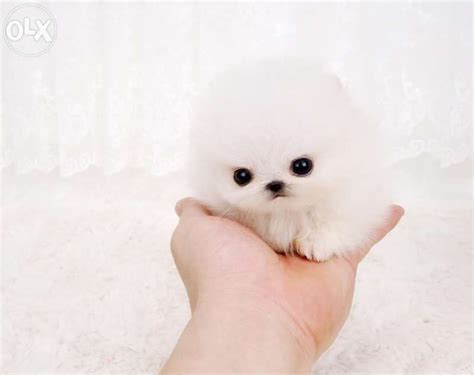 Find the perfect teacup puppy stock photos and editorial news pictures from getty images. Pomeranian Teacup Tea Cup Pomeranian Teacup Cute Puppies - Pets Lovers