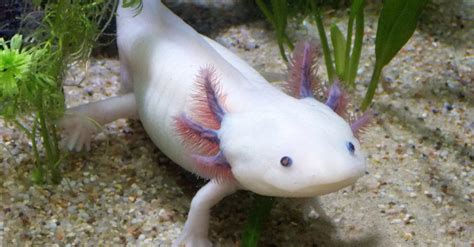 Le Génome De Laxolotl Cet étonnant Animal Capable De Se Régénérer