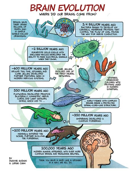 Your Brain Evolved From Bacteria Scientific American