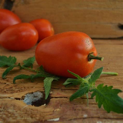 Amish Paste Heirloom Tomato Thresh Seed Co