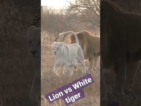LION FUCKING WHITE TIGER YouTube