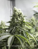 Pictures of Start Growing Marijuana