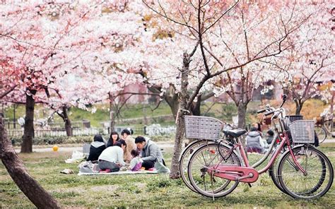 Discover Beautiful Hanami Cherry Blossom Festival In Japan Focus Asia