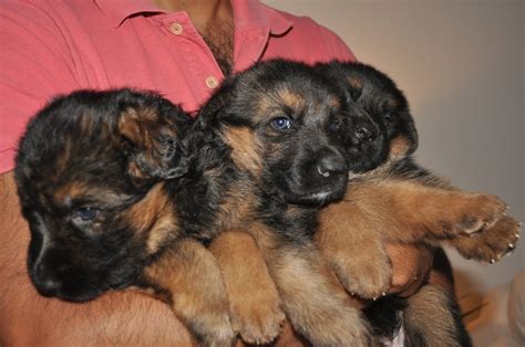 Available German Shepherd Puppies Ontario German Shepherd Puppies For