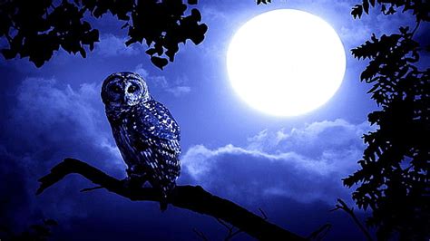 Hd Wallpaper Owl On Leafless Tree Poster Night Background The Moon