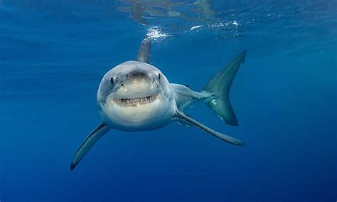 Galeophobia The Fear And Phobia Of Sharks The Grom Life