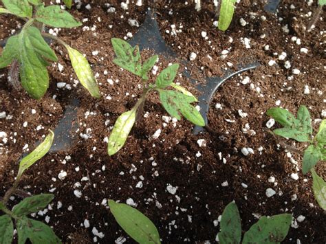 Ethylene Damage On Tomato Plants Purdue University