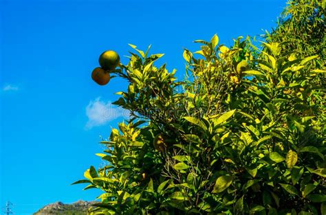 Orange Trees With Fruit And Green Leafs Oranges Naturally Growing