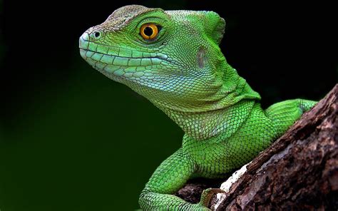 Lizard Green Wallpaper 2560x1600 13691