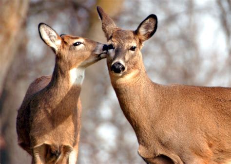 Mn Deer Population Up Hunters Will Get To Shoot More