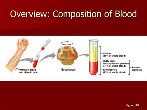 Ppt Blood Powerpoint Presentation Free Download Id6570036