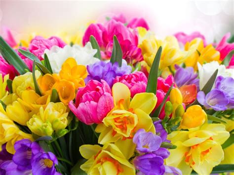 Beautiful Big Bouquet Of Spring Flowers Wallpapers And Images