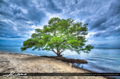 Single Mangrove Tree From Tampa Bay Hdr Photography By Captain Kimo
