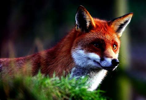 Fox Red Fox Wildlife Background Image Free Best Images