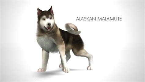 Improved Alaskan Malamute By Morganabanana Sims 3 Downloads Cc