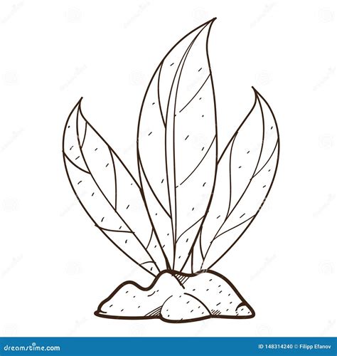 Partes Da Planta Para Colorir