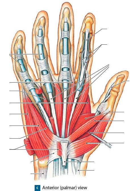 Muscles Of The Palm Diagram Quizlet