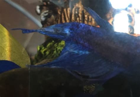 Betta Fish Has A Lump Under Chin Between Gills And Labored Breathing