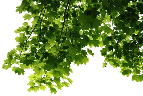 Leaves Png Transparent Images Png All