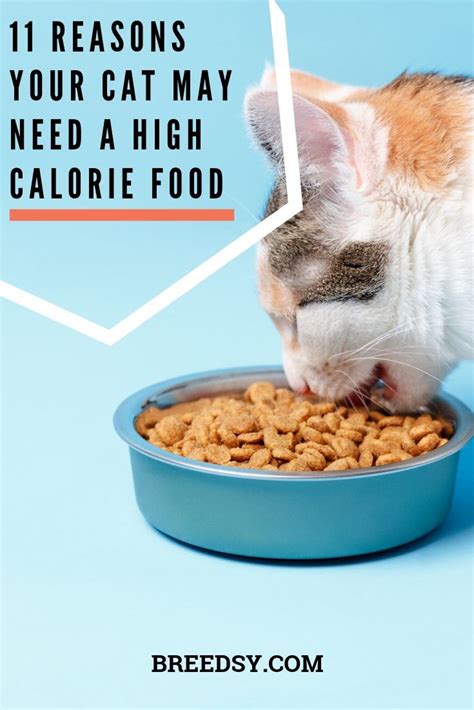 Problems with high fiber cat food. 7 Best High Calorie Cat Foods: Our Guide to Help Cats Gain ...