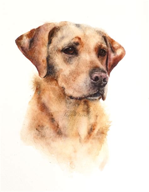 Pet Portrait Of A Labrador Painted By Watercolour Artist Jane Davies