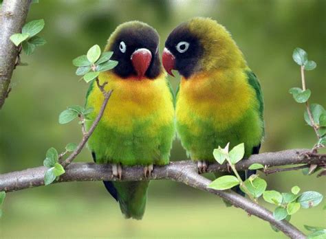 Very Sweet And Cute Animals Love Birds