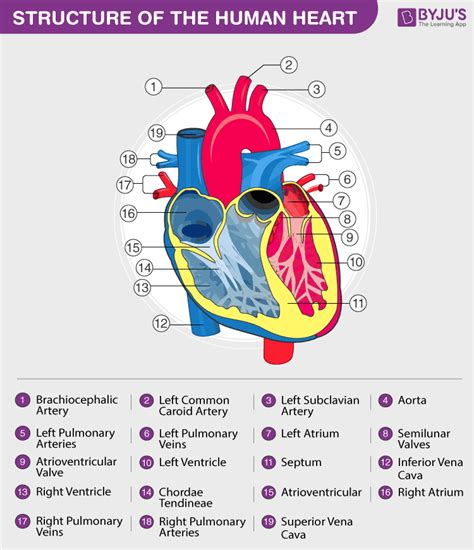 Heart Diagram With Labels And Detailed Explanation