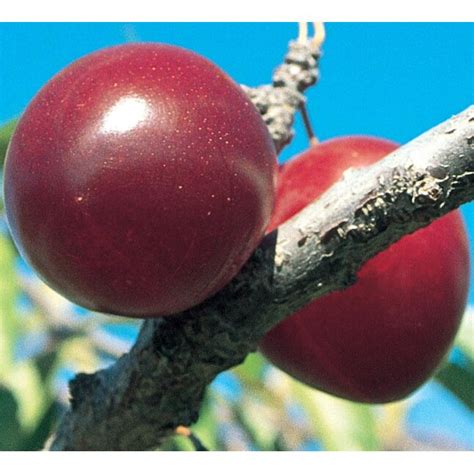 Scarlet Beauty Plumcot Plant At