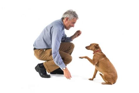 How To Raise A Healthy Well Behaved Dog Red Dog Betty Buying Your