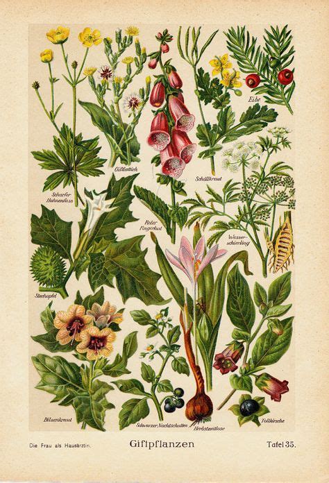 42 Poisonous Plants Ideas Poisonous Plants Botanical Prints Plants