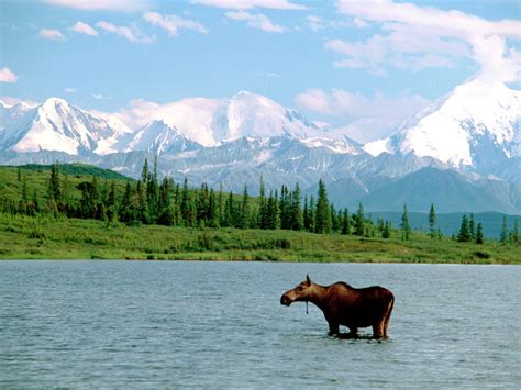 The Moose And The Mountain Denali National Park Alaska The Golden Scope
