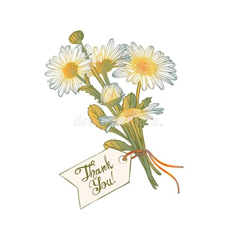 Thank You Card With Bouquet Of Chamomile Stock Vector Illustration Of