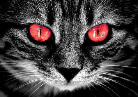 Cat Creepy Fire Red Eyes Weird Horror Pikist