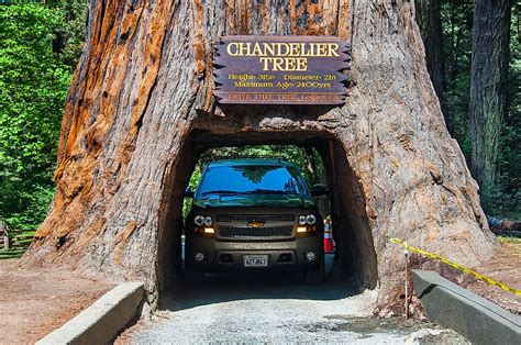 How to change chandelier tree los angeles, title: What and Where is the Chandelier Tree? - WorldAtlas.com