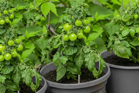 11 Tips For Growing Terrific Tomatoes In Pots