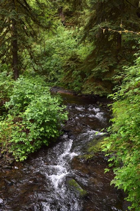 Hike Drift Creek Falls Oregon Coast Trail With Suspension Bridge