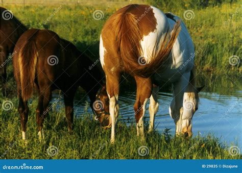 Horses Drinking At Pond Stock Image Image Of Herd Mare 29835
