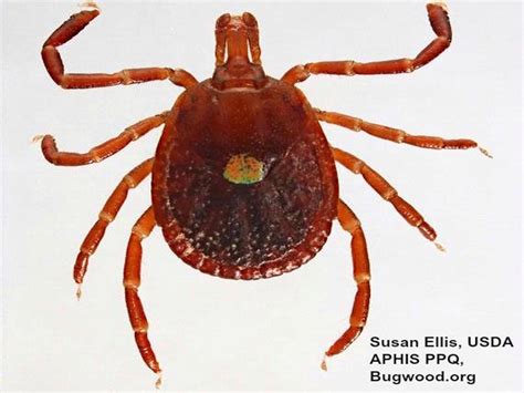 The Reverse Zombie Tick Bite Will Make You Allergic To This Popular