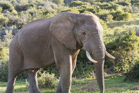 The wildlife of south africa consists of the flora and fauna of this country in southern africa. 5 Animal Activities to Avoid in South Africa with ...