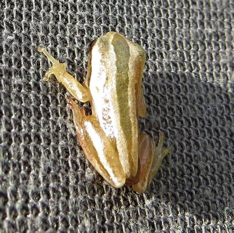 Fornasinis Spiny Reed Frog From Mbuluzi Game Reserve Eswatini On