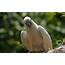 Parrot Cockatoo Bird Wallpapers HD / Desktop And Mobile Backgrounds