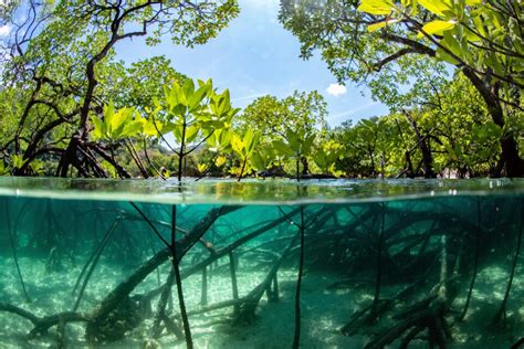 Machine Learning Could Help Save Mangrove Forests