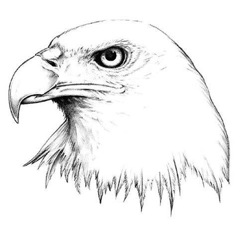 Nice Realistic Drawing Of The Eagles Head Style Realistic Color