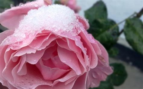 Icy Pink Rose Pink Rose Wallpaper Hd Rose Snow Rose
